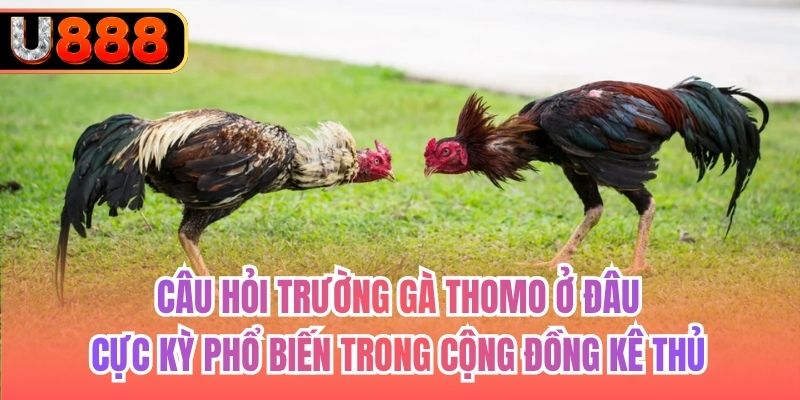 Câu hỏi trường gà Thomo ở đâu cực kỳ phổ biến trong cộng đồng kê thủ