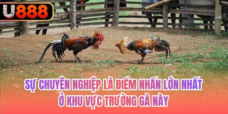 Sự chuyên nghiệp là điểm nhấn lớn nhất ở khu vực trường gà này