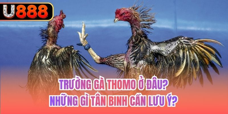 Trường Gà Thomo Ở Đâu? Những Gì Tân Binh Cần Lưu Ý?
